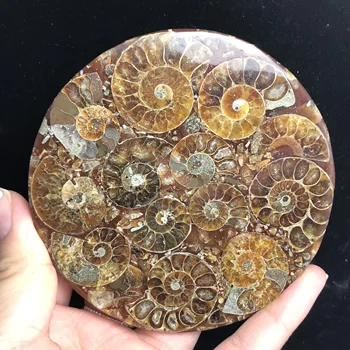 Gamtos ammonites fosilijos suskirstyta plokštės kristalų jade Jūrų kriauklių Madagaskaras mineralinių mėginiai
