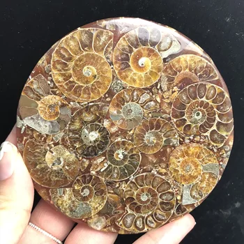 Gamtos ammonites fosilijos suskirstyta plokštės kristalų jade Jūrų kriauklių Madagaskaras mineralinių mėginiai