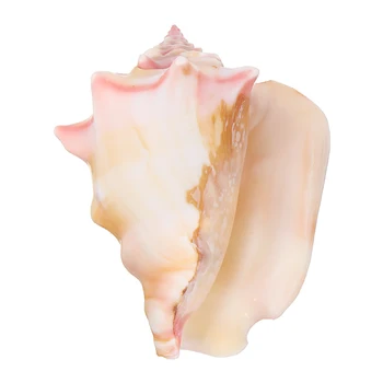 Gamtos Myli Gamtos Pink Shell Myli Koralų Jūros Sraigė Žvaigždė Unikalią išvaizdą Namuose Žuvų Bakas Dekoro 7-8 cm / 8-9cm / 9-10cm