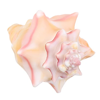 Gamtos Myli Gamtos Pink Shell Myli Koralų Jūros Sraigė Žvaigždė Unikalią išvaizdą Namuose Žuvų Bakas Dekoro 7-8 cm / 8-9cm / 9-10cm
